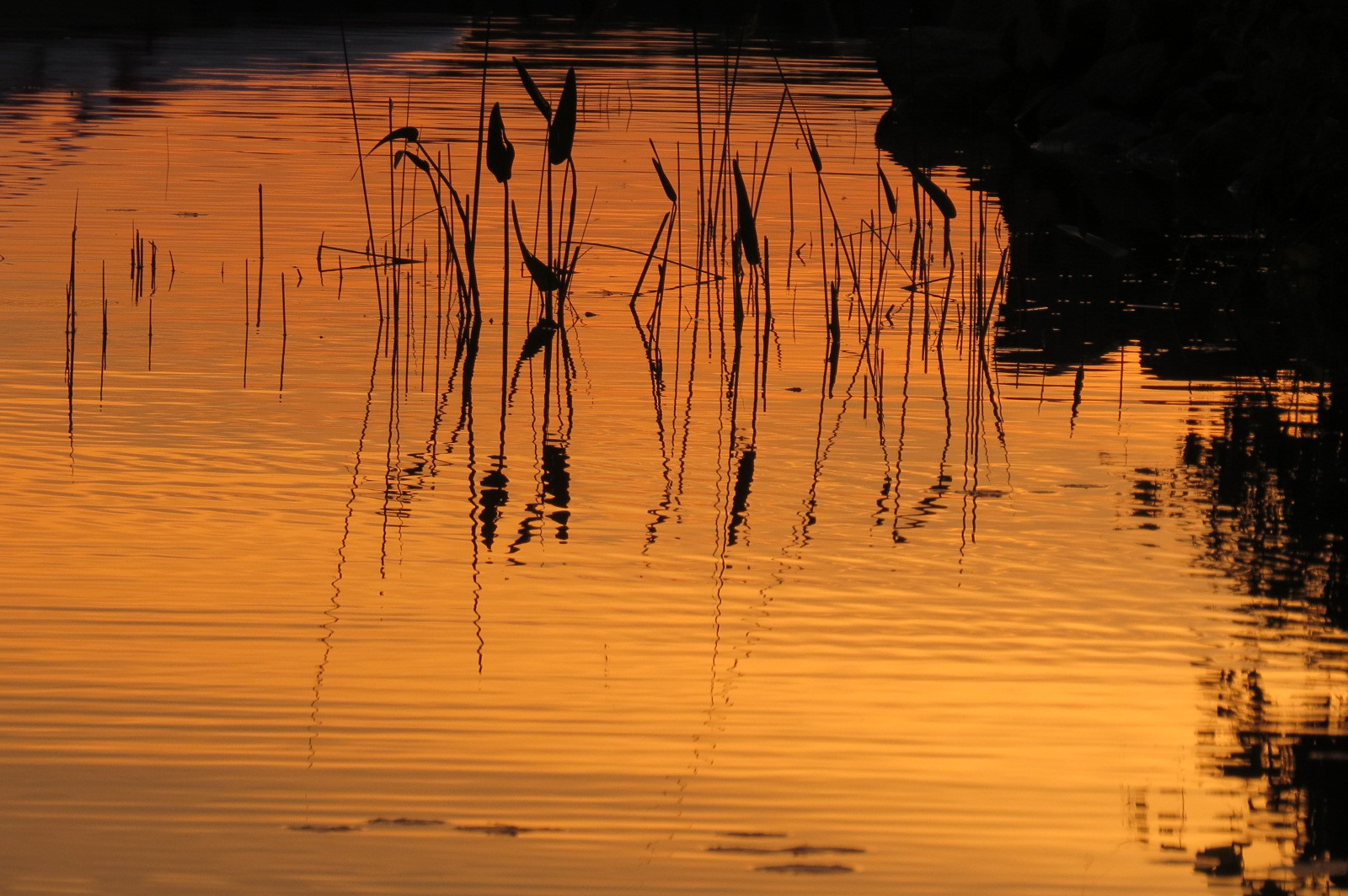 Sheila-Waller-Reflections-at-Sunset