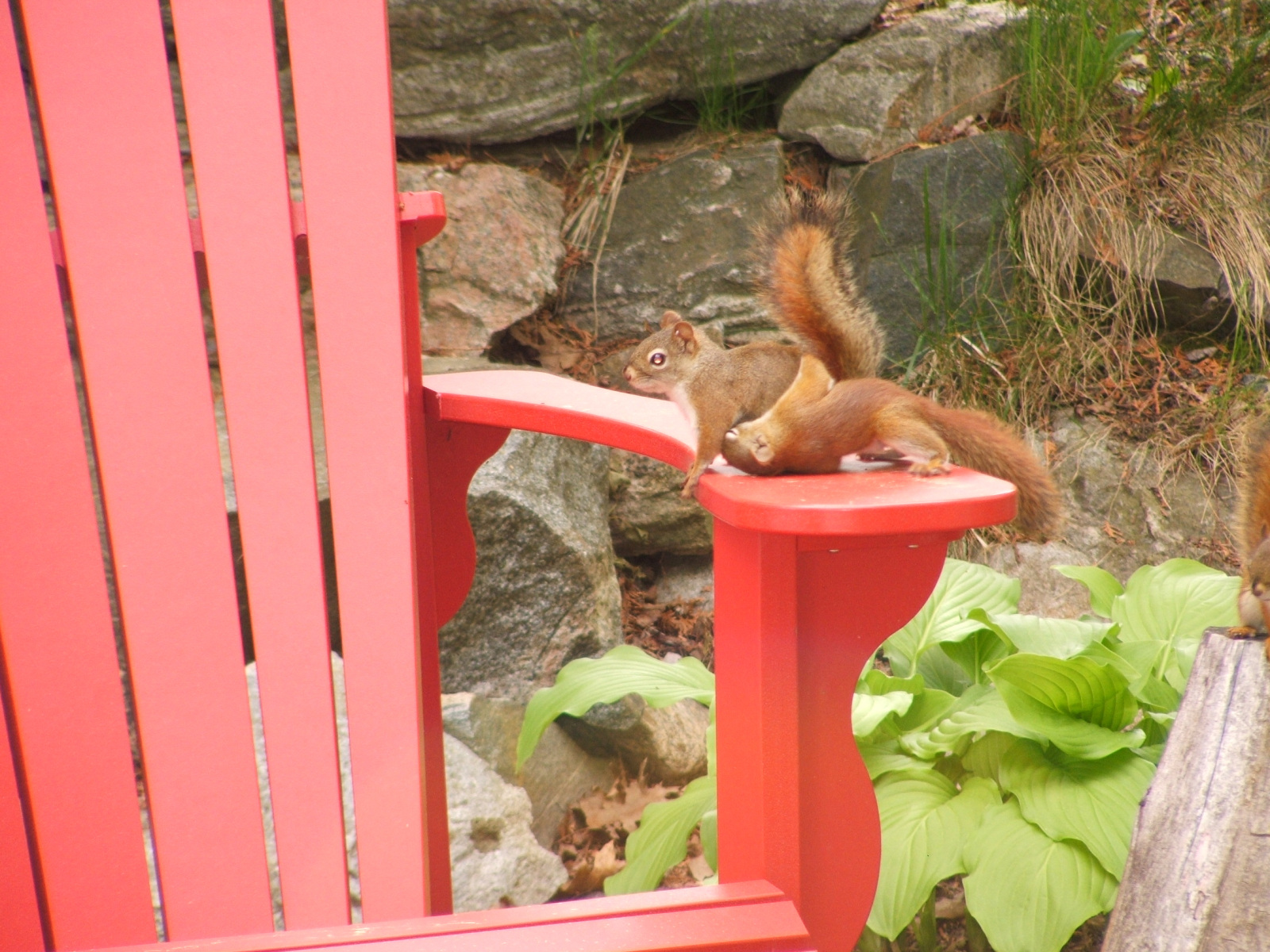 1_Cheryl-Mitchell-I-need-to-eat-NOW