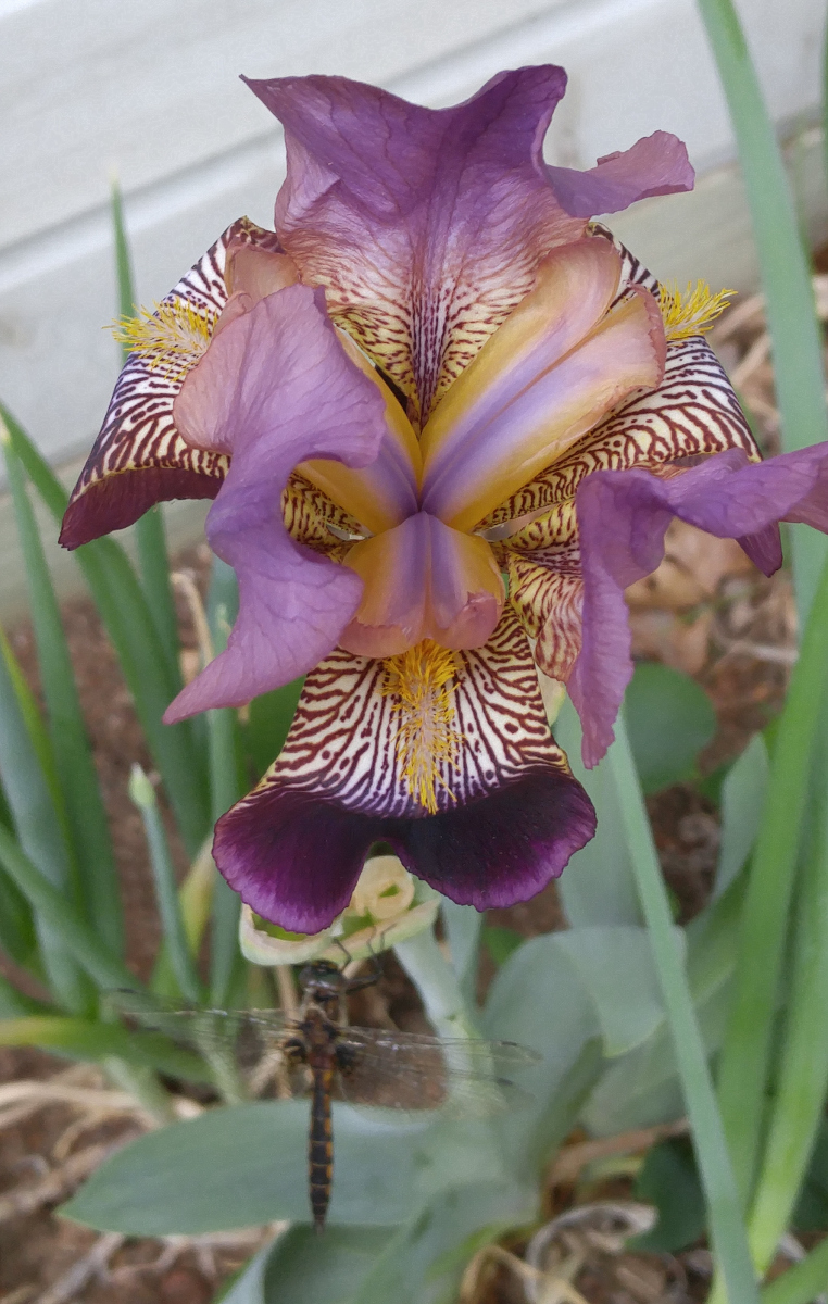 Barb-Wilson-Garden-Dragonfly