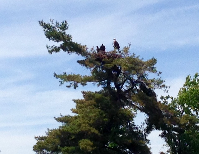Brenda-Watts-Eagle-Nest