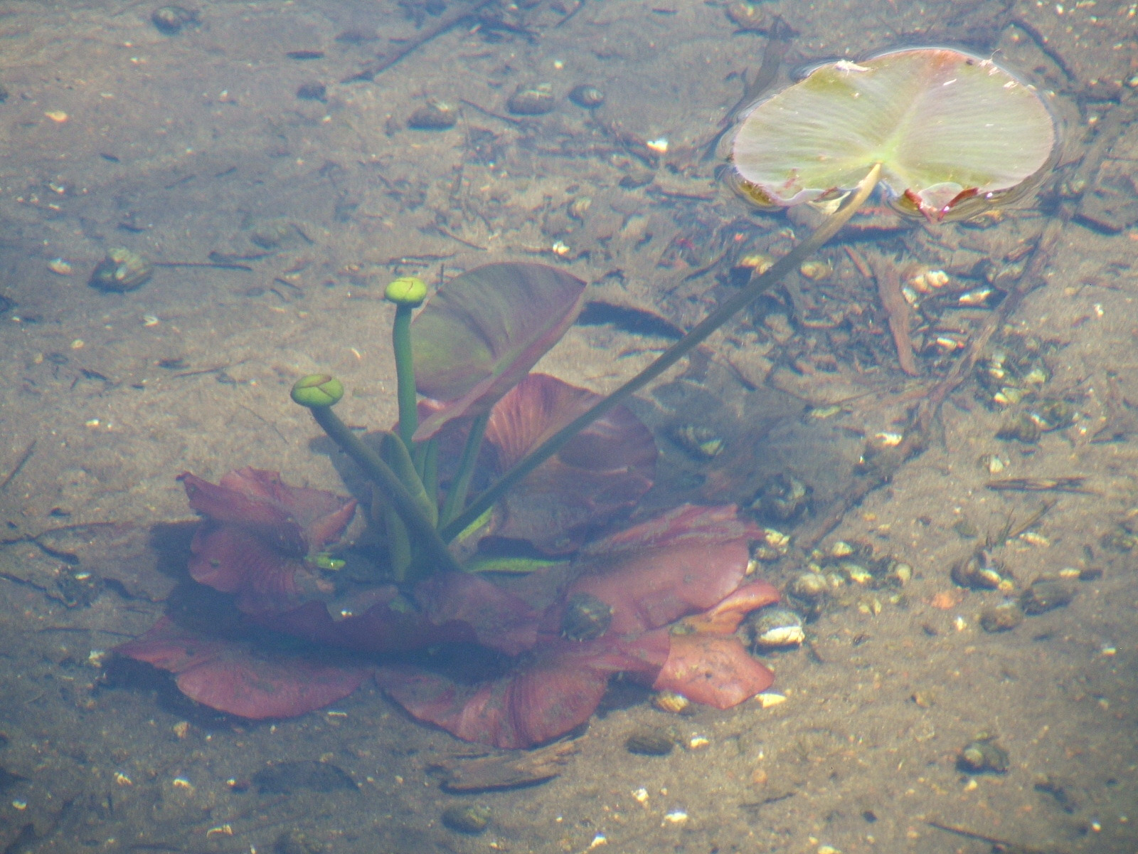 Cheryl-Mitchell-can-you-see-me