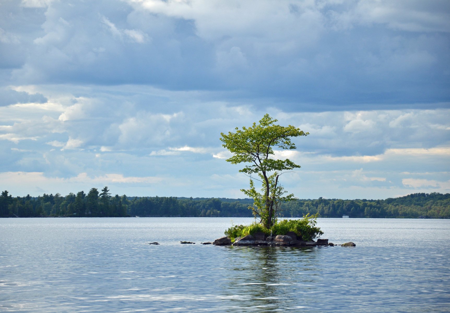 Elaine-OReilly-One-Tree