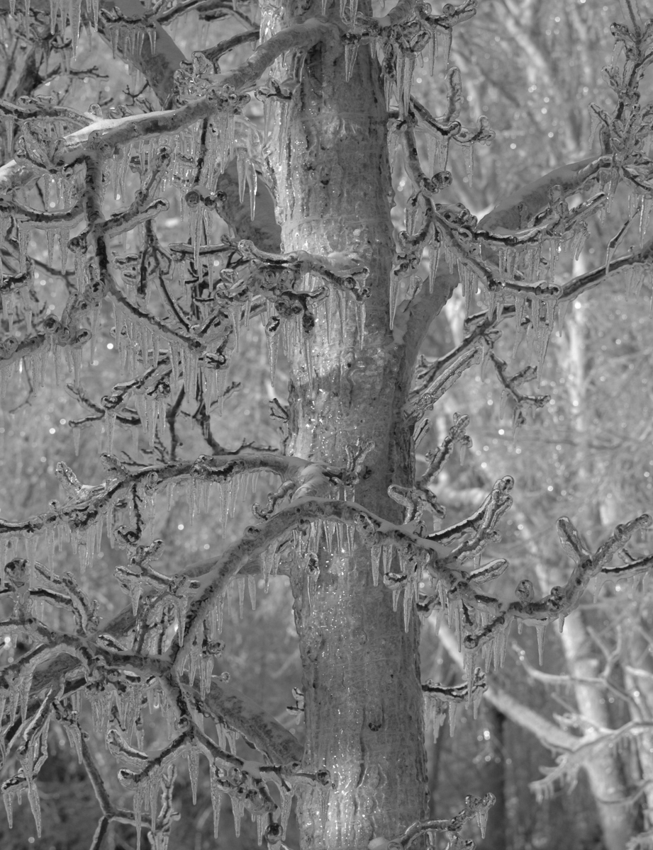 Guy-MacLeod-Sharbot-BW