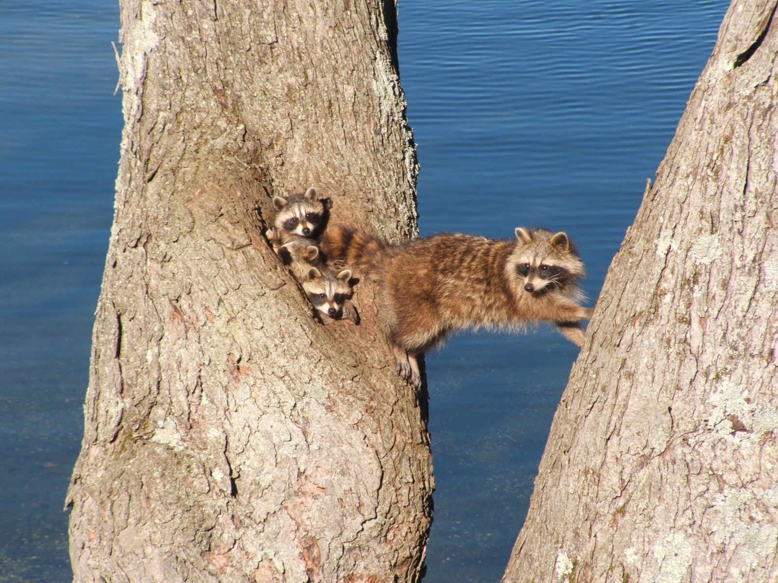 Jim-Mitchell-Racoons