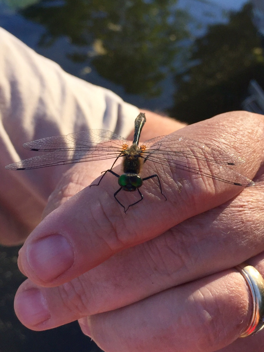 Judy-Makinen-Dragonfly