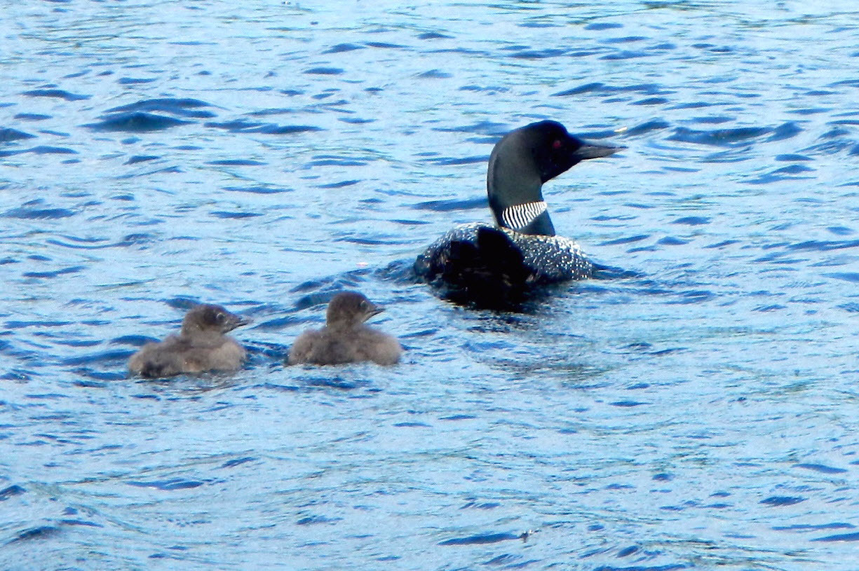 Judy-Makinen-Loon-Chicks