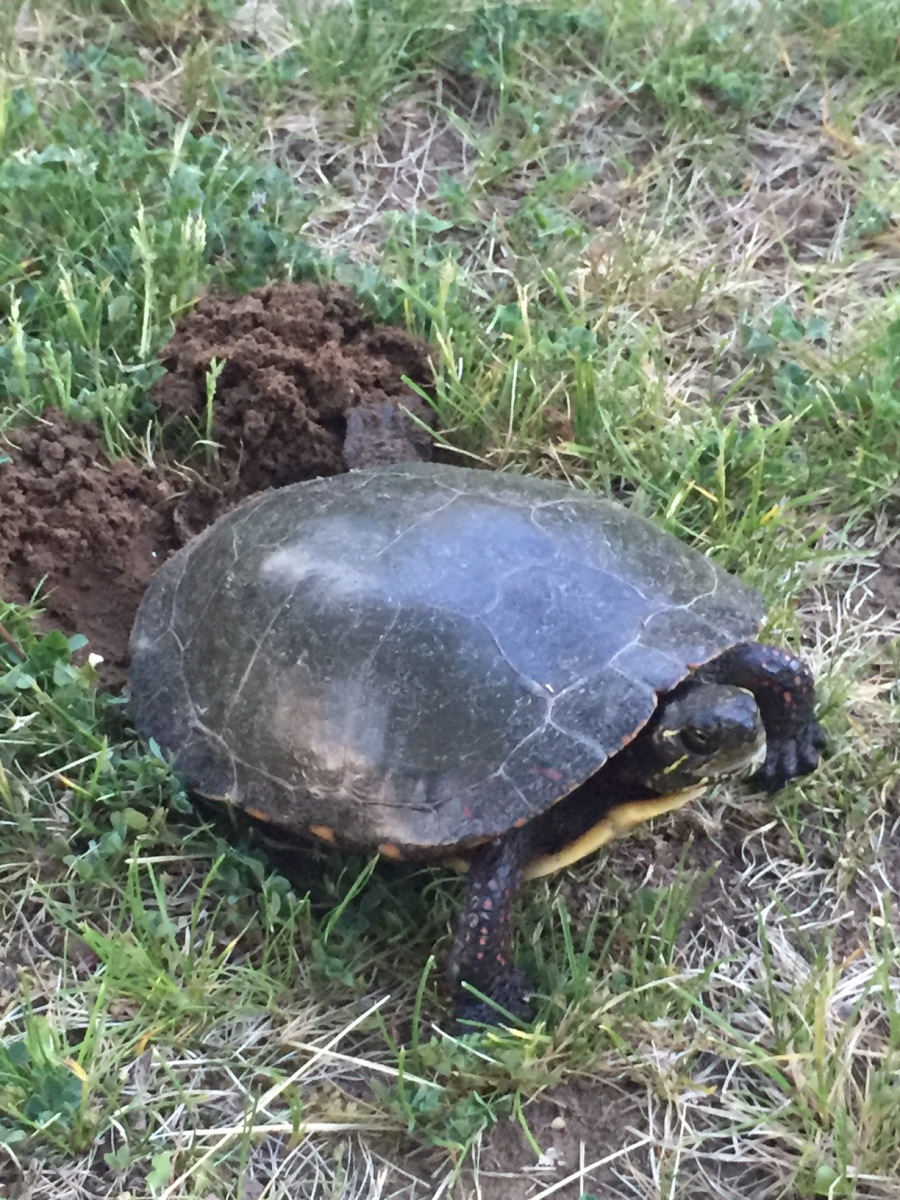 Judy-Makinen-Turtle