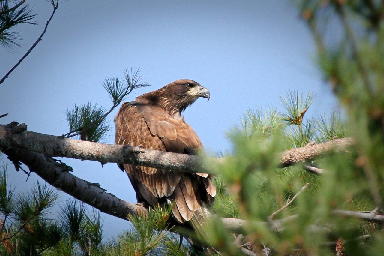 Larry-Vollick-Eagle-2015