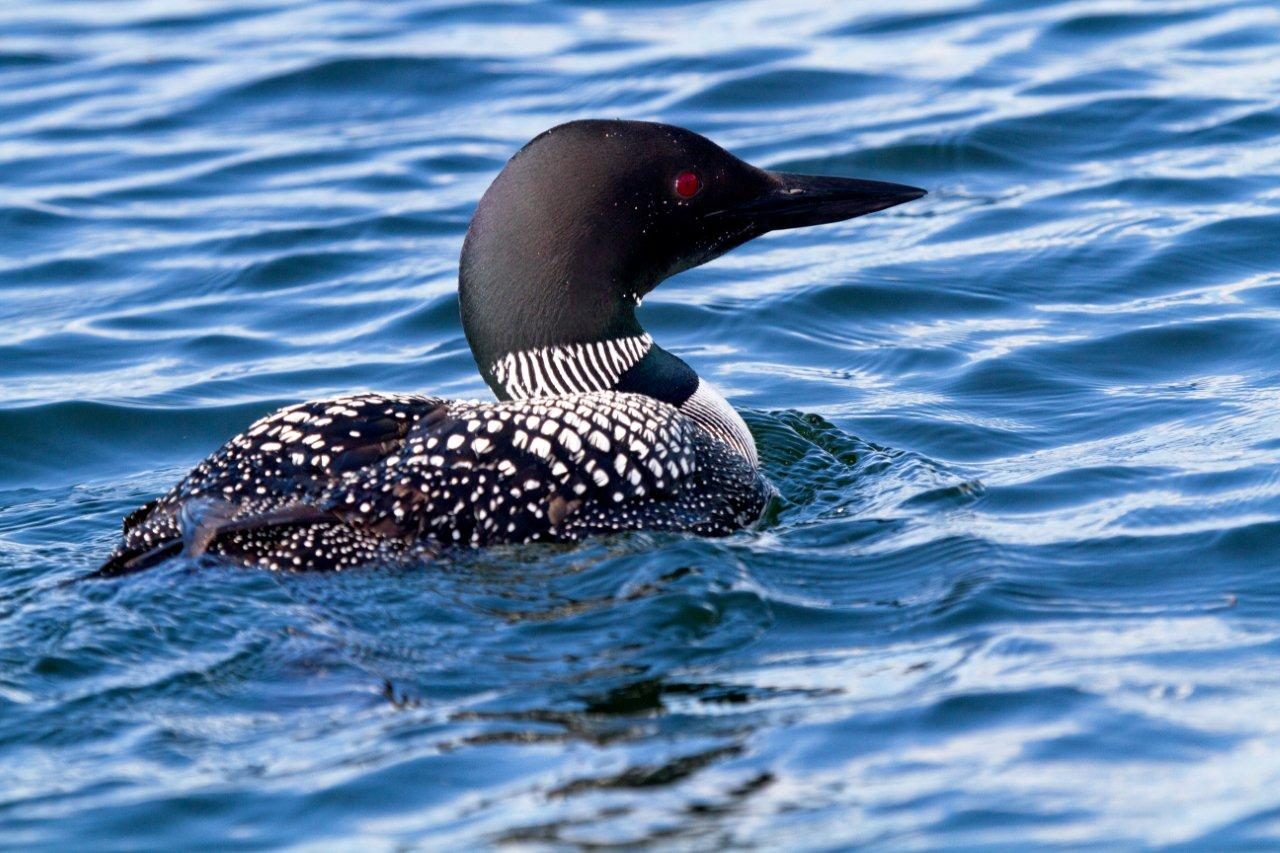 Larry-Vollick-Loon