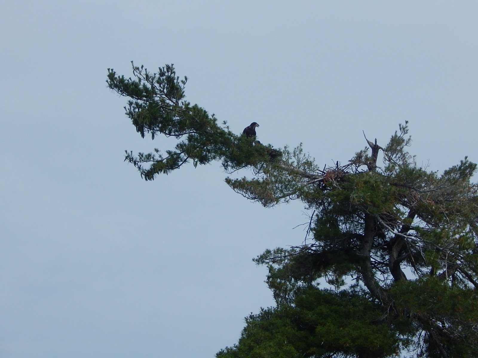 Lee-Harper-Osprey