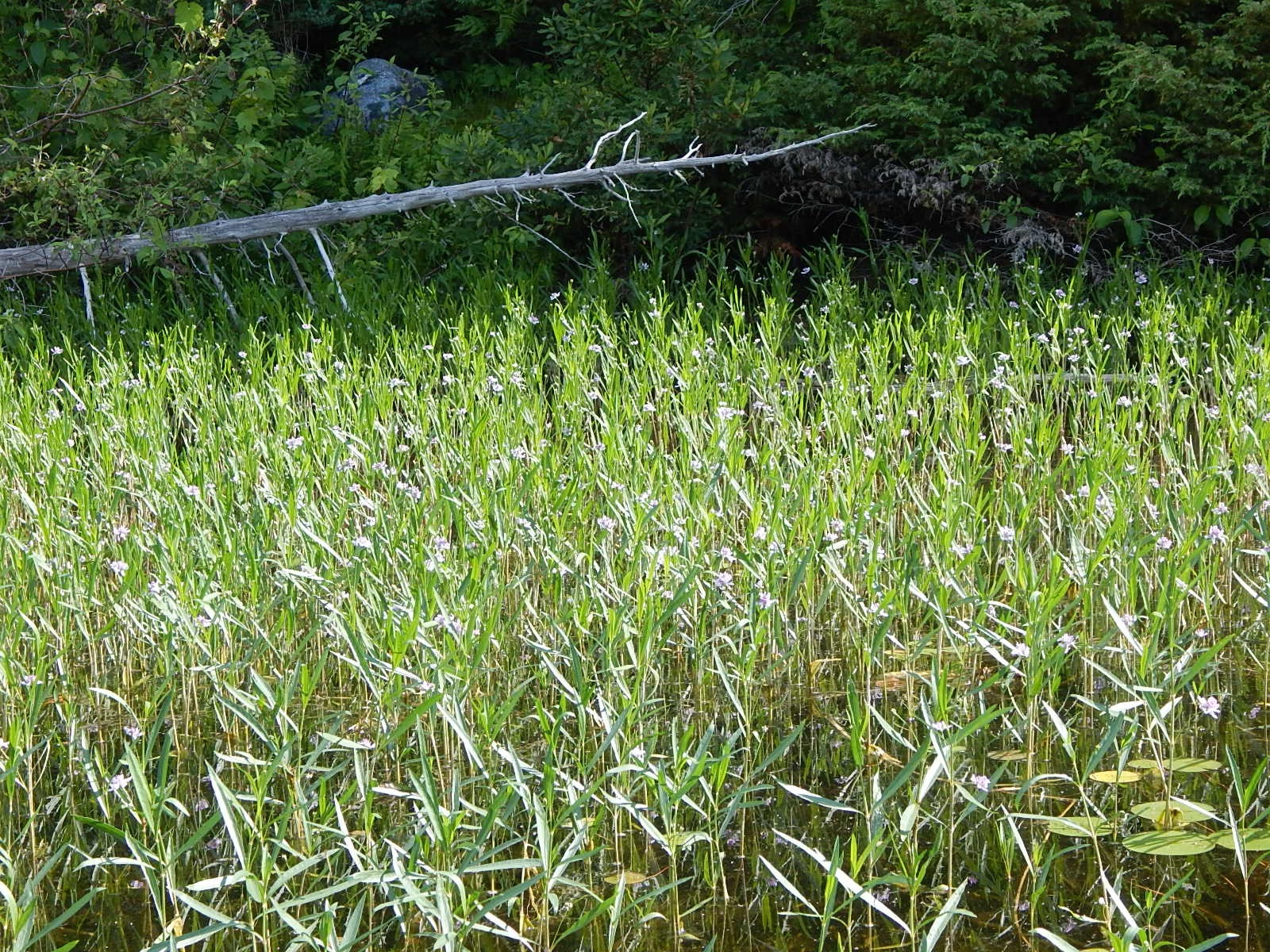 Lee-Harper-WaterWillow