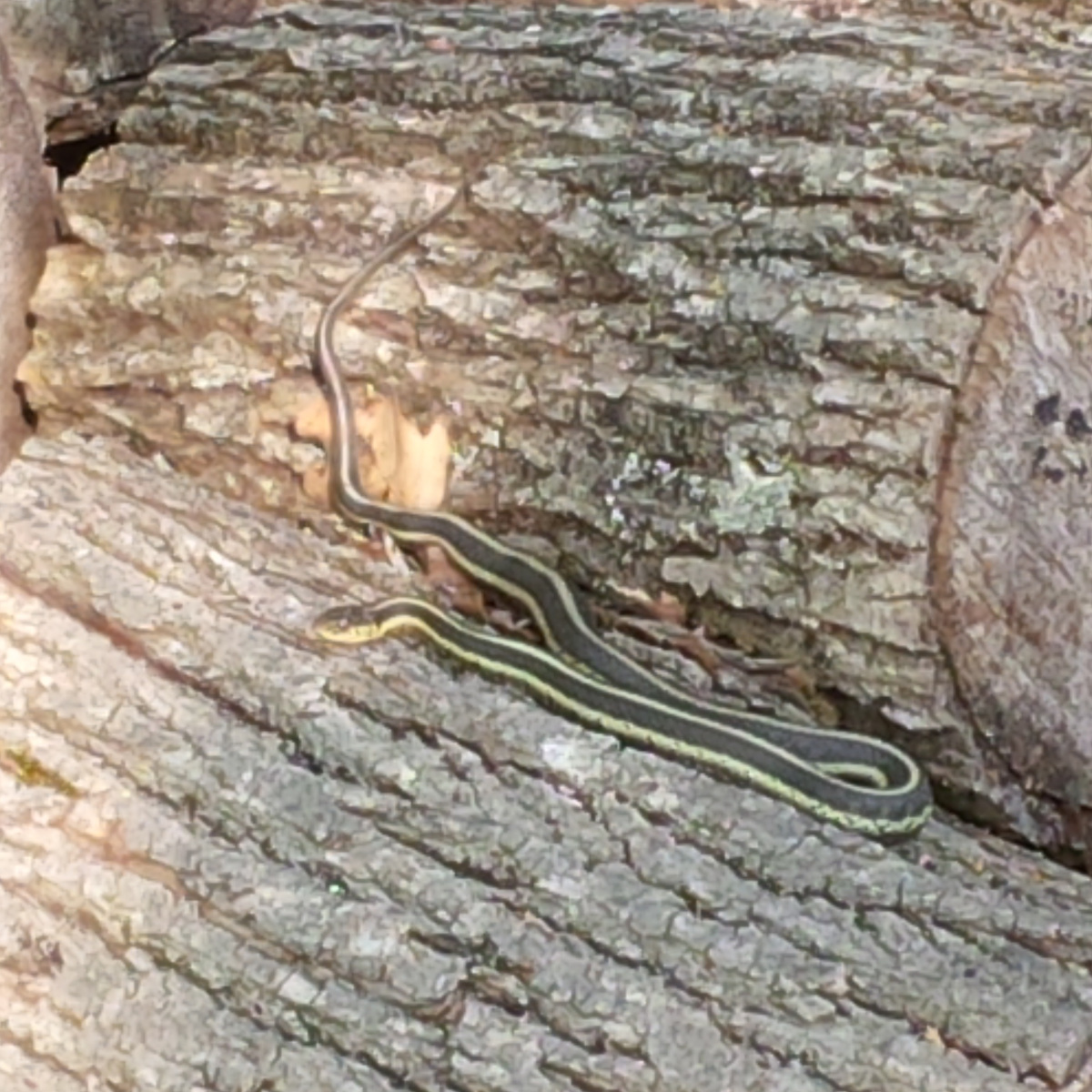 Michael-Pentland-Snake