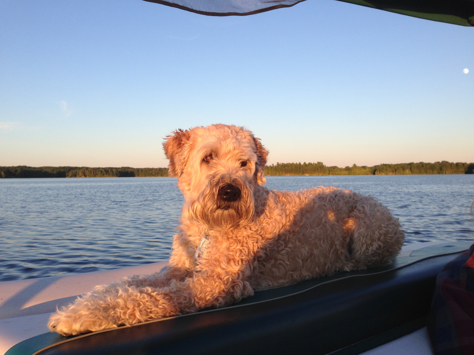 Mike-Shanks-Dog-Days