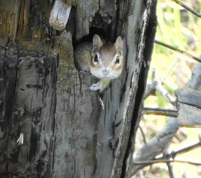 Nancy-Lichacz-Chipmunk