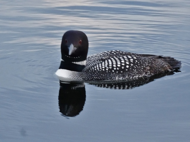 Ray-Caswell-Loon-NO-ENTRY