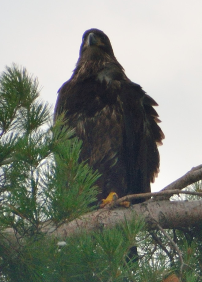Rod-Jack-Eagle-Nest