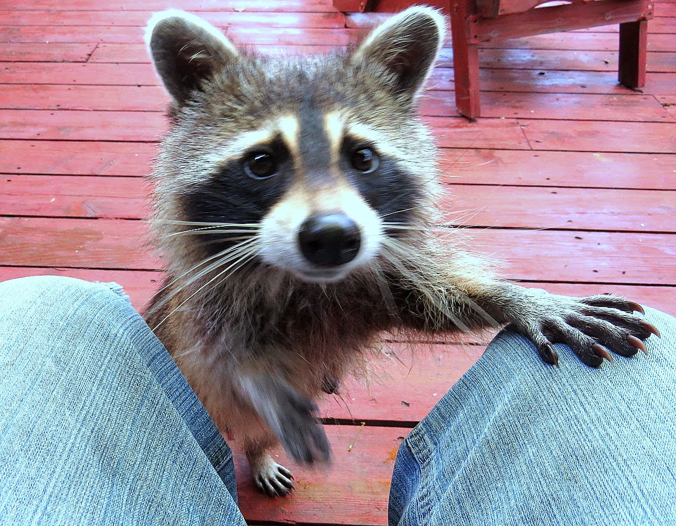 Sheila-Waller-Please-Sir-Id-like-some-more