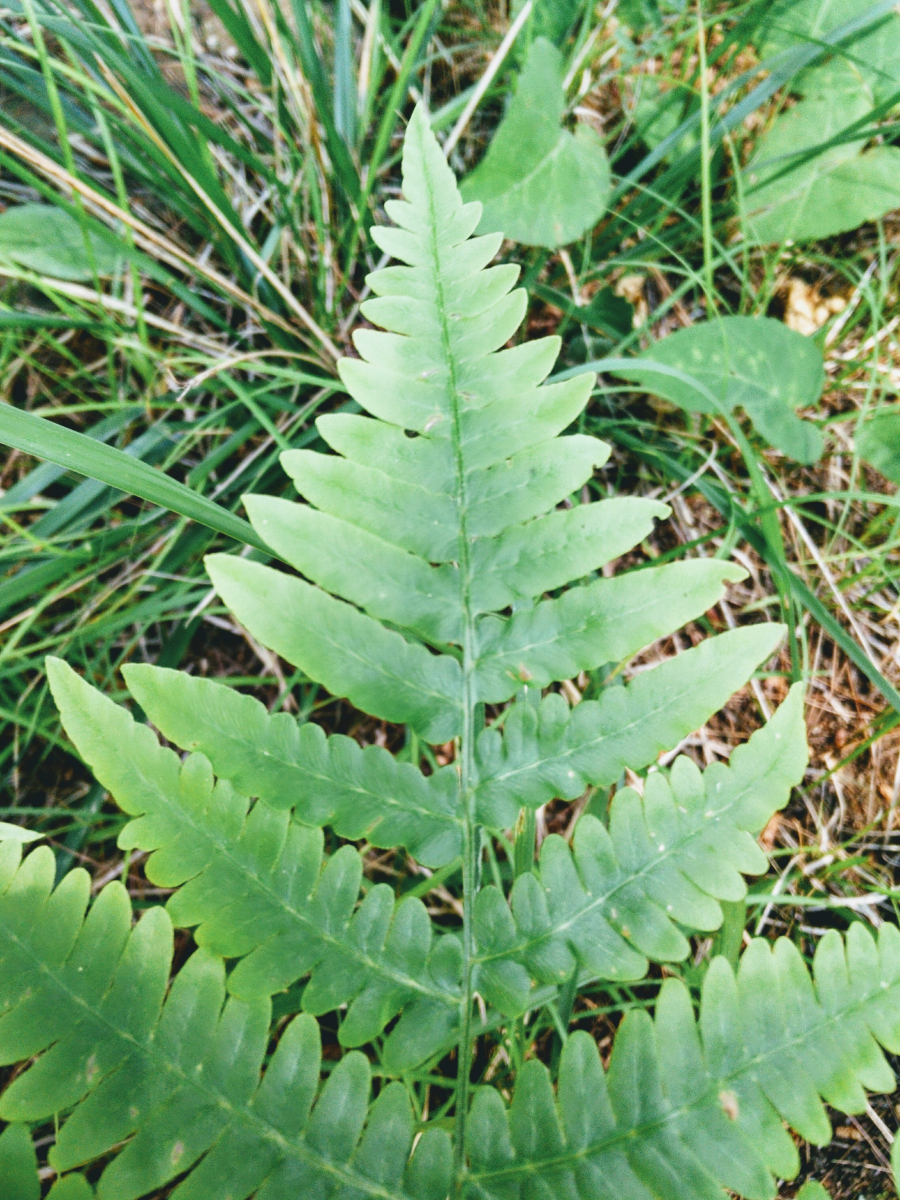 32-rebeccathomson-leaf