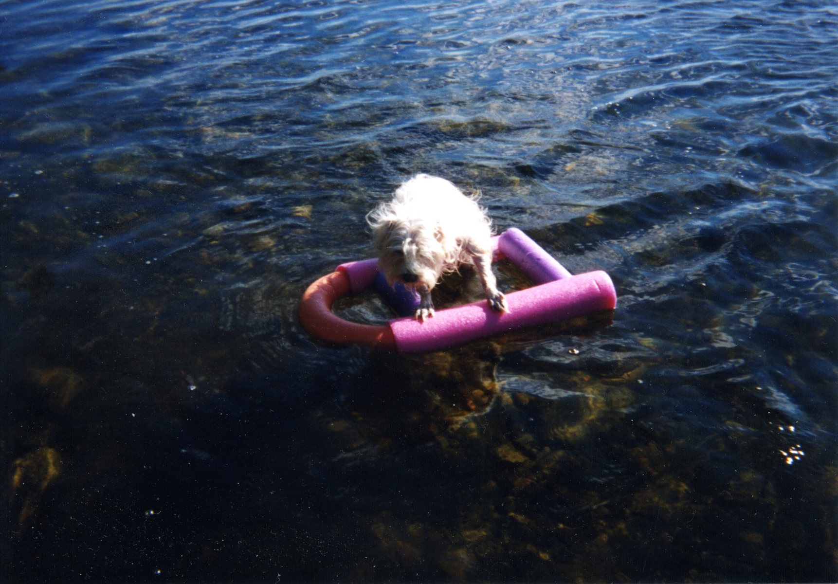 2-barbwilson-dog