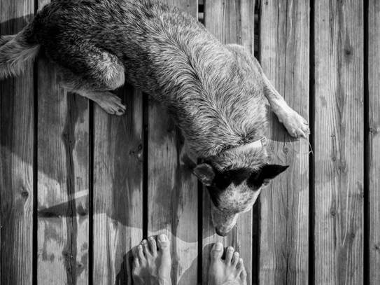 29-bryanhoy-dog