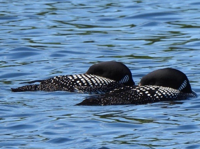 Loon